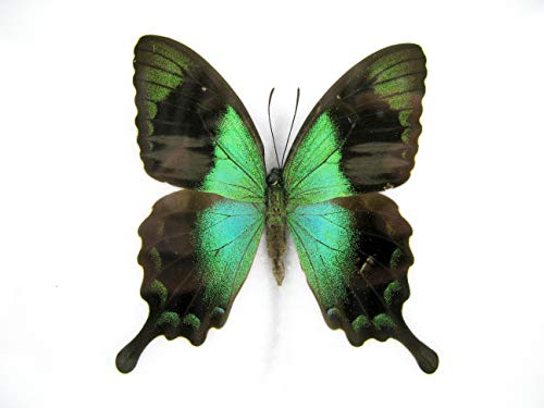 asiahouse24 EIN echter exotischer Schmetterling im Bilderrahmen Wandbild Taxydermi Schaukasten (Peranthus Swallowtail) von asiahouse24