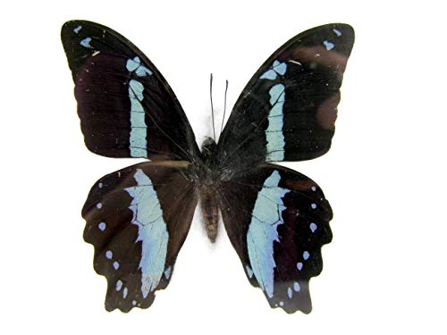 asiahouse24 EIN echter exotischer Schmetterling im Bilderrahmen Wandbild Taxydermi Schaukasten 20x17cm (Nireus) von asiahouse24
