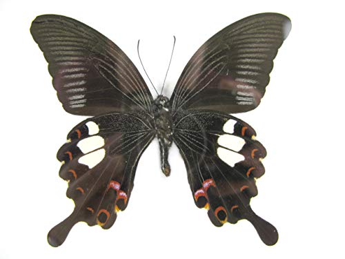 asiahouse24 EIN echter exotischer Schmetterling im Bilderrahmen Wandbild Taxydermi Schaukasten 20x17cm (Red Helen) von asiahouse24