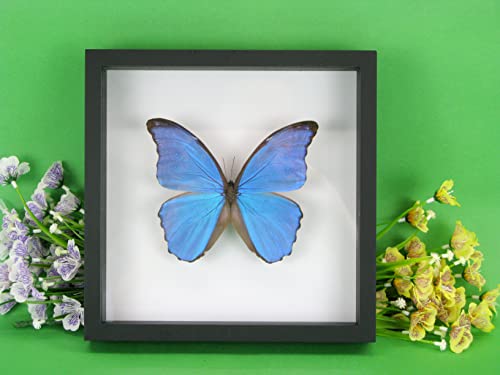 asiahouse24 EIN echter exotischer präparierter Schmetterling im Bilderrahmen, Wandbild, Schaukasten, Entomologie, Taxidermie (Blue Morpho Butterfly Schwarze Box) von asiahouse24