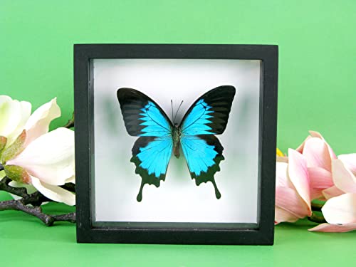 asiahouse24 EIN echter exotischer präparierter Schmetterling im Bilderrahmen, Wandbild, Schaukasten, Entomologie, Taxidermie (Blue Mountain Butterfly Schwarze Box) von asiahouse24