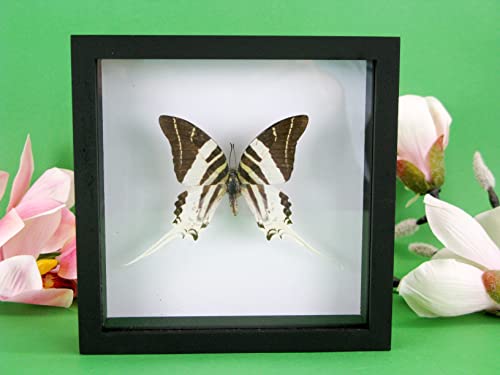 asiahouse24 EIN echter exotischer präparierter Schmetterling im Bilderrahmen, Wandbild, Schaukasten, Entomologie, Taxidermie (Giant Swordtail Schwarze Box) von asiahouse24