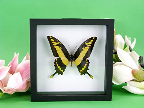 asiahouse24 EIN echter exotischer präparierter Schmetterling im Bilderrahmen, Wandbild, Schaukasten, Entomologie, Taxidermie (King Swordtail Box) von asiahouse24