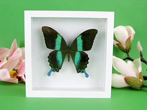 asiahouse24 EIN echter exotischer präparierter Schmetterling im Bilderrahmen, Wandbild, Schaukasten, Entomologie, Taxidermie (Majestic Green Swallowtail weiße Box) von asiahouse24