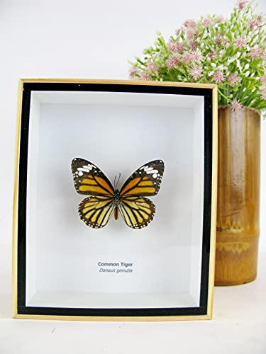 asiahouse24 EIN echter exotischer präparierter Schmetterlinge im Bilderrahmen Wandbild Schaukasten Entomologie Taxidermie (Common Tiger) von asiahouse24