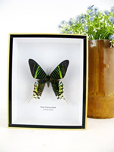 asiahouse24 EIN echter exotischer präparierter Schmetterlinge im Bilderrahmen Wandbild Schaukasten Entomologie Taxidermie (Day Flying Moth) von asiahouse24