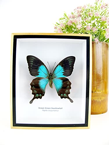 asiahouse24 EIN echter exotischer präparierter Schmetterlinge im Bilderrahmen Wandbild Schaukasten Entomologie Taxidermie (Ocean Green Swallowtail) von asiahouse24