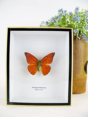 asiahouse24 EIN echter exotischer präparierter Schmetterlinge im Bilderrahmen Wandbild Schaukasten Entomologie Taxidermie (Orange Albatross) von asiahouse24