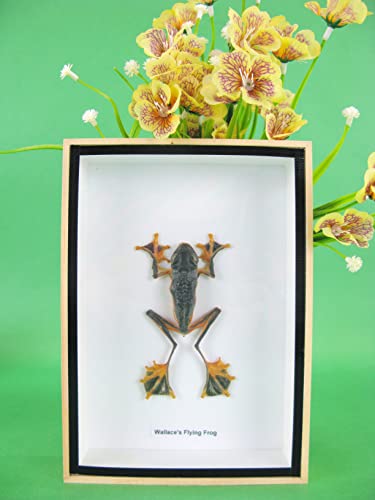 asiahouse24 Echte präparierte Insekten im 3D Schaukasten aus Holz. Vogelspinne, Skorpion, Käfer, Hundertfüßer und vieles mehr. (Fliegender Frosch klein) von asiahouse24