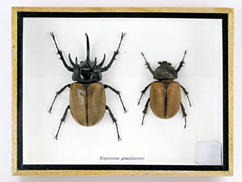 asiahouse24 Echte präparierte und riesige Insekten, Cicaden und Krabbler im Schaukasten aus Holz hinter Glas (2 Eupatorus gracilicornes geschlossen) von asiahouse24
