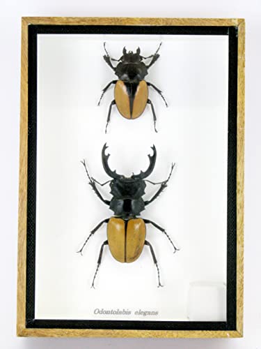 asiahouse24 Echte präparierte und riesige Insekten, Cicaden und Krabbler im Schaukasten aus Holz hinter Glas (2 Odotolabis elegans geschlossen) von asiahouse24