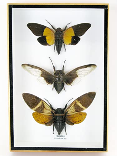 asiahouse24 Echte präparierte und riesige Insekten, Cicaden und Krabbler im Schaukasten aus Holz hinter Glas (3 Cicadas sp.) von asiahouse24