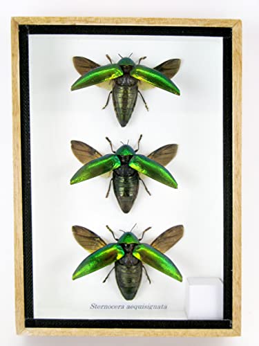 asiahouse24 Echte präparierte und riesige Insekten, Cicaden und Krabbler im Schaukasten aus Holz hinter Glas (3 Sternocera arguisignata) von asiahouse24
