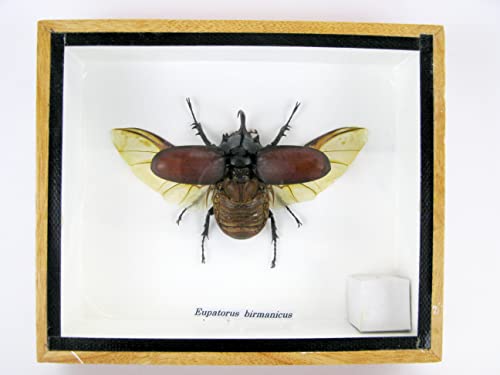 asiahouse24 Echte präparierte und riesige Insekten, Cicaden und Krabbler im Schaukasten aus Holz hinter Glas (Eupatorus birmanicus) von asiahouse24