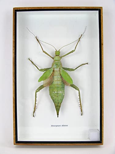 asiahouse24 Echte präparierte und riesige Insekten, Cicaden und Krabbler im Schaukasten aus Holz hinter Glas (Heteropteyx delatata) von asiahouse24