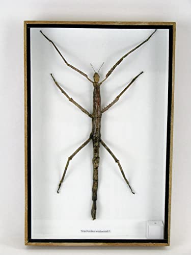 asiahouse24 Echte präparierte und riesige Insekten, Cicaden und Krabbler im Schaukasten aus Holz hinter Glas (Tirachoeda westwoodi m.) von asiahouse24