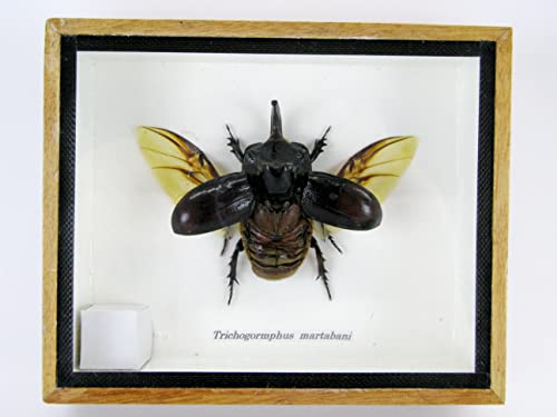 asiahouse24 Echte präparierte und riesige Insekten, Cicaden und Krabbler im Schaukasten aus Holz hinter Glas (Trychogormphus martabani) von asiahouse24
