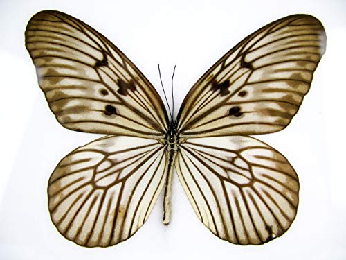 asiahouse24 Ein echter exotischer Schmetterling im Bilderrahmen Wandbild Taxydermi Schaukasten (Malaya Tree Nymph) von asiahouse24