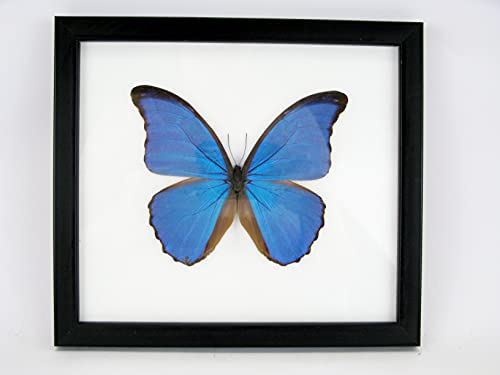 asiahouse24 Ein echter exotischer Schmetterling im Bilderrahmen Wandbild Taxydermi Schaukasten (Morpho Didius 22x22cm) von asiahouse24