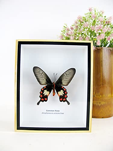 asiahouse24 Ein echter exotischer präparierter Schmetterlinge im Bilderrahmen Wandbild Schaukasten Entomologie Taxidermie (Common Rose) von asiahouse24