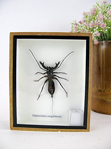 asiahouse24 Geiselskorpion (Hypocnotus rangunensis) Skorpion - echtes riesiges und exotisches Insekt im 3D Schaukasten, Bilderrahmen aus Holz - gerahmt - Taxidermy von asiahouse24