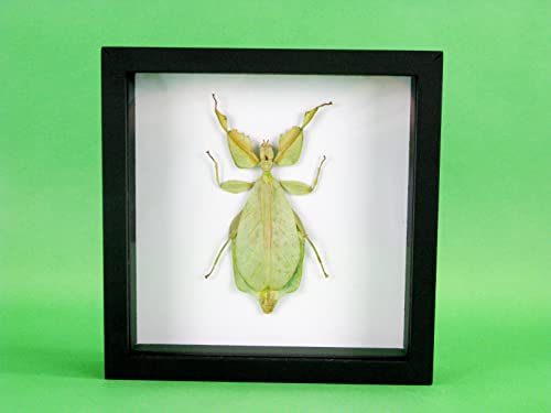 asiahouse24 Phyllium sicipholium (Blatt) - echtes riesiges und exotisches Insekt im 3D Schaukasten, Bilderrahmen aus Holz - gerahmt - Blatt 3D Box Taxidermy Abbildung sehr ähnlich von asiahouse24