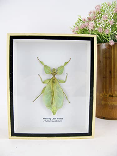 asiahouse24 Phyllium sicipholium (Blatt) - echtes und exotisches Insekt im 3D Schaukasten, Bilderrahmen aus Holz - gerahmt - Blatt 3D Box Taxidermy Abbildung sehr ähnlich von asiahouse24