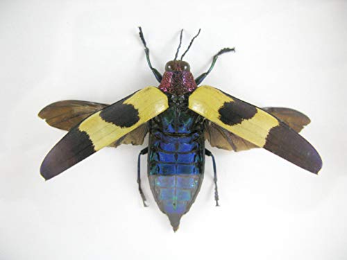 asiahouse24 Red Speckled Jewel Beetle offen - echtes riesiges und exotisches Insekt im 3D Schaukasten, Bilderrahmen aus Holz - gerahmt - Taxidermy von asiahouse24
