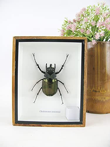 asiahouse24 XXL - Three-Horned Rhinoceros Beetle (Cholcosoma Caucasus) - echtes riesiges und exotisches Insekt im 3D Schaukasten, Bilderrahmen aus Holz - gerahmt - Taxidermy von asiahouse24