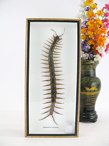 asiahouse24 XXL echte riesige Cendipede - Scolopendra morsitans - im 3D Schaukasten, Bilderrahmen aus Holz - gerahmt - A-Cendipede-Box - Taxydermi Cendipede - sehr selten in Dieser Größe asiahouse24 XXL echte riesige Cendipede - Scolopendra morsitans - im 3D Schaukasten, Bilderrahmen aus Holz - gerahmt - A-Cendipede-Box - Taxydermi Cendipede - sehr selten in Dieser Größe von asiahouse24