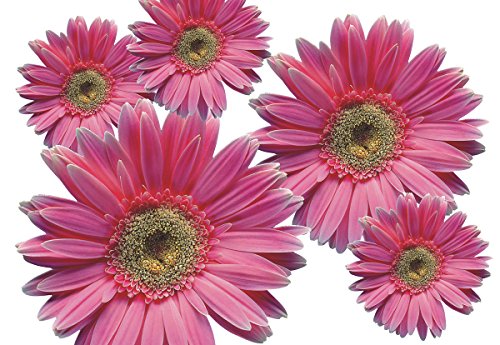 Autoaufkleber, Blumendesign: Flower Set 03-Mini-36 Stück von aufgeklebt.de