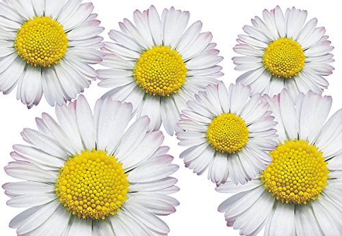 Autoaufkleber, Blumendesign: Flower Set 06-Mini-36 Stück von aufgeklebt.de