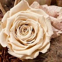 Infinityrose Vip Beigefarben von axelklodt
