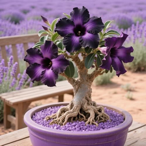 Wüstenrose/Wüstenrosenknollen-Winterharte mehrjährige/Adenium Obesum,Exotische Tropenblume-3 Rhizome-C von axmvkg