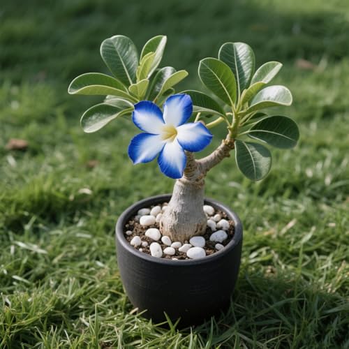 Wüstenrosenknollen-Winterharte mehrjährige/Adenium Obesum,Wüstenrosen-Topfpflanzen/Balkon und Terrasse perfekt kombiniert-2 Rhizome-J von axmvkg