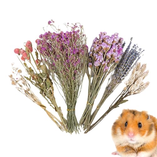 baabeash Trockenblumen Für Hamster, Kleine Tierblumen Habitat Decor, Natürlich Getrocknete Für Sommer Desodorierungs Und Landschafts Zubehör, Hinzufügen Von Lustigen Hamsterzubehör baabeash Trockenblumen Für Hamster, Kleine Tierblumen Habitat Decor, Natürlich Getrocknete Für Sommer Desodorierungs Und Landschafts Zubehör, Hinzufügen Von Lustigen Hamsterzubehör von baabeash