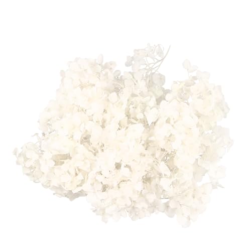 Balacoo 1Packung Getrocknete Hortensienblütenblätter Naturfrische DIY Dekoration für Hochzeiten und Feste für Kunstprojekte und Nageldesign Weiß Balacoo 1Packung Getrocknete Hortensienblütenblätter Naturfrische DIY Dekoration für Hochzeiten und Feste für Kunstprojekte und Nageldesign Weiß von balacoo