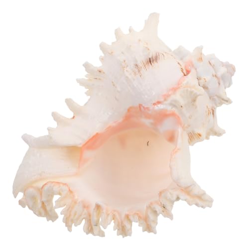 balacoo Große Natürliche Conch Muschel Vielseitige Dekoration für Sommer Küstenmotto Vase Füller DIY Bastelmaterial Strandparty Meeresschmuck balacoo Große Natürliche Conch Muschel Vielseitige Dekoration für Sommer Küstenmotto Vase Füller DIY Bastelmaterial Strandparty Meeresschmuck von balacoo