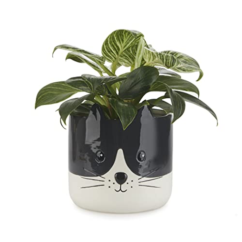 balvi Blumentopf Kitty Farbe Schwarzweiß Origineller Blumentopf in Form eines Kätzchens Keramik 13,7 von balvi