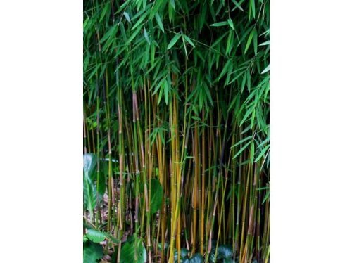 100x Frische schwarzer Bambus-Samen mit Anleitung (Fargesia Jiuzhaigou Sp. 4) von bamboo seeds