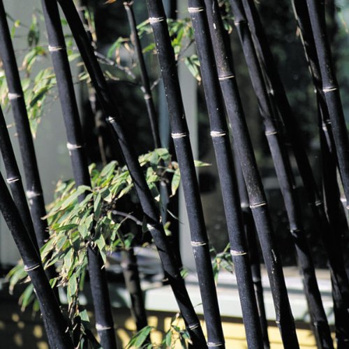 100x Frische schwarzer Bambus-Samen mit Anleitung von bamboo seeds