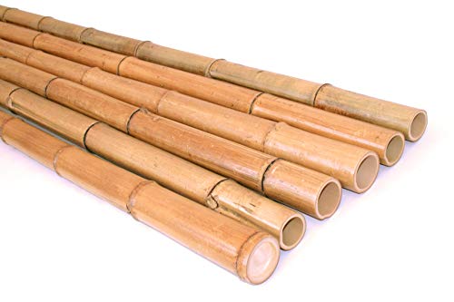 bambus-discount.com 1 Stück Bambusrohr 100cm hitzebehandelt mit 6 bis 7cm Durchmesser - 1m Madake Bambusstab gedämpft gelbbraun von bambus-discount.com