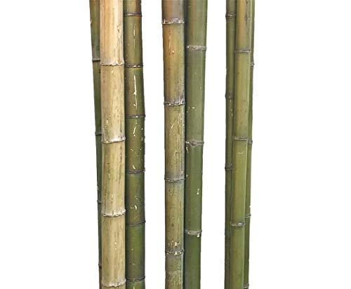 1 Stück Bambusstange 180cm mit dickem Durchmesser 7-8cm, naturgrün bis braungelb - 1,8m Bambusrohr XL von bambus-discount.com