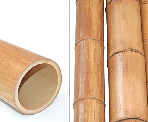 1 Stück Bambusstange Moso hitzebehandelt 100cm mit dickem Durchmesser 8 bis 9cm, getrocknet gelbbräunlich - 1m Bambusrohr gedämpft von bambus-discount.com