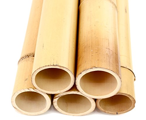 1 Stück Moso Bambusrohr gelb Gebleicht, 200cm lang mit dickem Durchmesser von 12 bis 14cm von bambus-discount.com