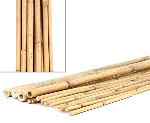 15er Set Bambusrohre Tonkin 240cm lang gelblich naturbelassen mit dünnem Durchmesser von 2-2,2 cm von bambus-discount.com