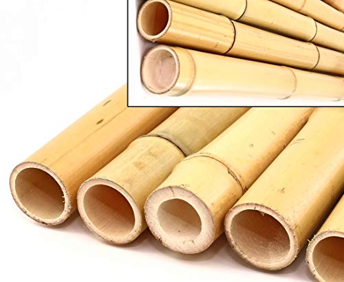 1x Bambusstange 300cm gelb mit Durchmesser von 14-16cm - XXL Moso Bambusrohr Gebleicht 3m lang von bambus-discount.com