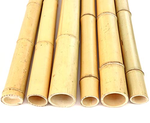 2er Set Bambusrohre 300cm mit dickem Durchmesser 9-10cm, gelb gebleicht - XL Bambusstange Moso 3m lang (BAYS3009) von bambus-discount.com