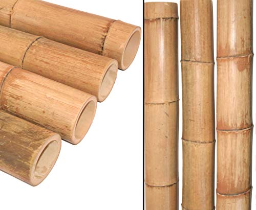 1 Stück Bambusrohr 200cm mit dickem Durchmesser 9,8 bis 12cm, gelbbraun hitzebehandelt - XL Bambusstab gedämpft 2m lang von bambus-discount.com
