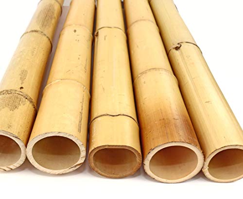 1 Stück Bamburohr 100cm gelblich gebleicht mit dickem 8,8-10cm Durchmesser - 1m Rohr aus Moso Bambus von bambus-discount.com